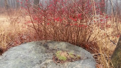 red berries old town hill e1419991412484