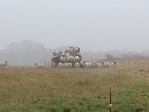 pile of sheep