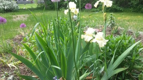 allium and lilies e1432738688966