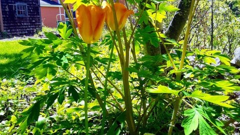 my garden orange tulips bleeding heart my garden orange tulips bleeding heart