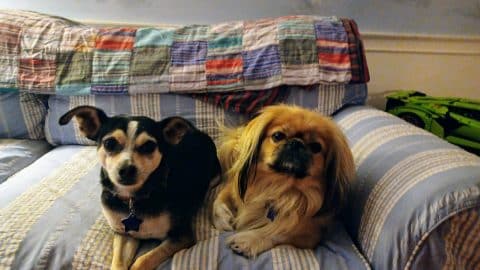 bella and merlin on couch scaled bella and merlin on couch scaled