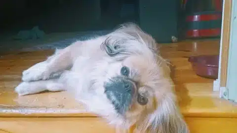 merlin-on-stairs-768x1024 merlin on stairs 768x1024