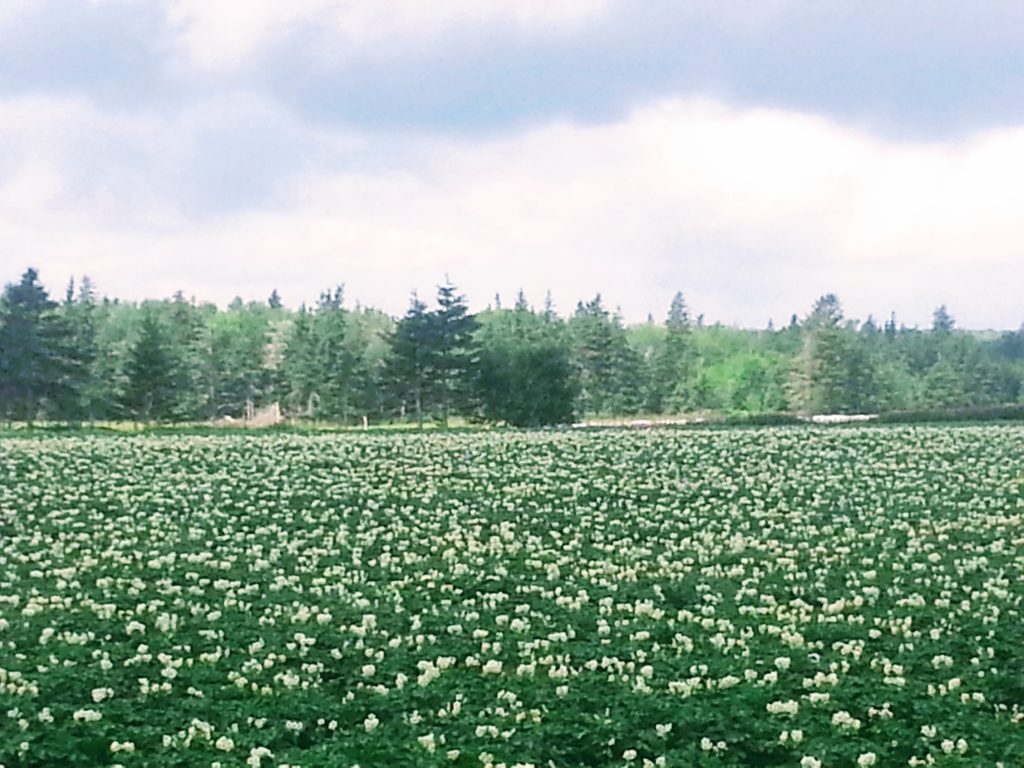 flowering potato field