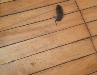 rat in dining room