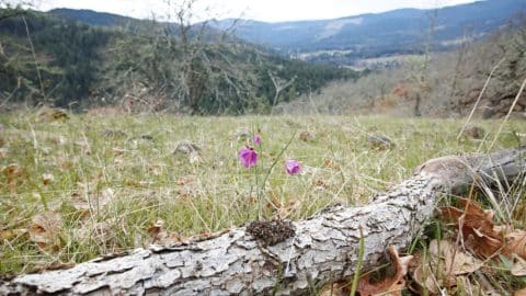 Purple wildflower (grass widow) behind log in meadow