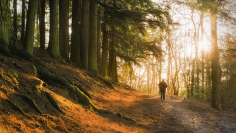 Morning Light through Winter Trees