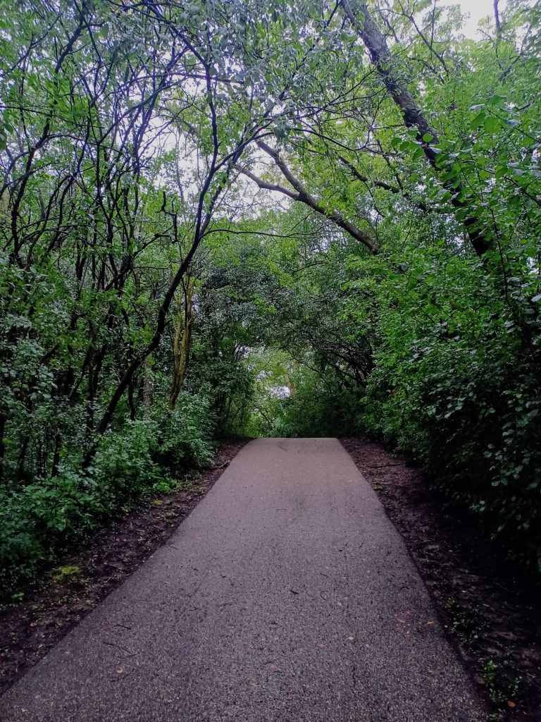 trail in MN
