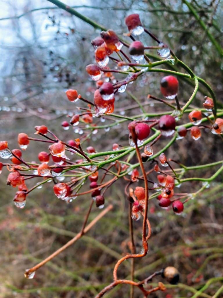 red berries in winter